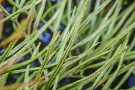 Image result for Parkeriaceae