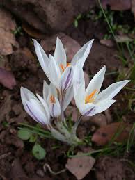 Image result for Zygotritonia