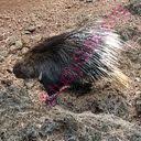 Gustavo grobocopatel said that soy is a protein. English To Bengali Dictionary Meaning Of Porcupine In Bengali Is à¦¶à¦œ à¦°