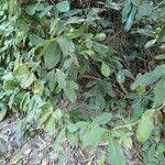 Image result for Tetracera alnifolia