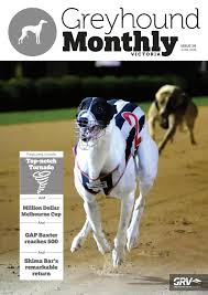 Amazing greys was founded in 2011; Greyhound Monthly Victoria Issue 28 By Greyhound Racing Victoria Issuu