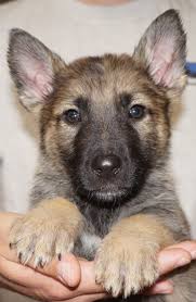 We did not find results for: Travis Sable German Shepherd Puppy For Sale Tucson Zauberberg