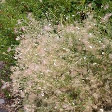 Image result for Chasmopodium purpurascens