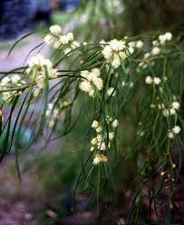 Image result for Carex cognata