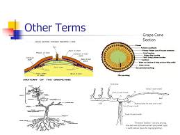 Grape Vine Anatomy Anatomy Drawing Diagram