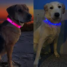 Nautical Led Light Up Dog Collar Rechargeable Flashion Statement