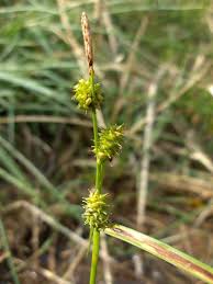 Image result for Carex leptosaccus