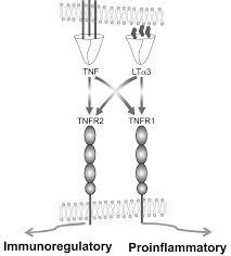 Image result for TNF Inhibitor