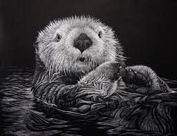 Http Shelleyprior Homestead Com Sea Otter 500pix Jpg Scratchboard Art Pencil Drawings Of Animals Animals Black And White
