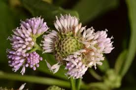 Image result for Ethulia