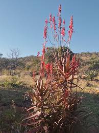 Image result for Aloe dawei