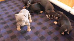 Jul 08, 2011 · guardian dog puppies ready for new homes (jxt > jackson) hide this posting restore restore this posting. Tri American Bully Puppies For Sale Stuntsocietybullies Youtube