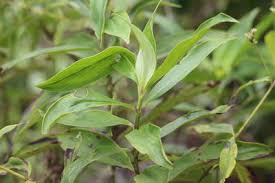 Image result for Centemopsis filiformis