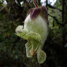 Image result for Exochaenium