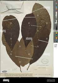 Image result for Cordia sp.A.