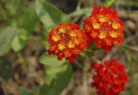 Lantana Flower Meaning Best Flower Wallpaper