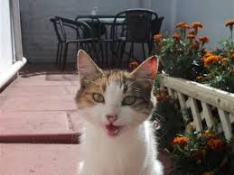 Image result for lolcats