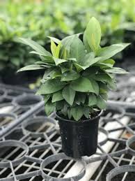 Image result for Ardisia