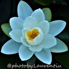 Water Lily Photography Digital Download Etsy Print Digital Photos Photo Wall Art Flower Backgrounds