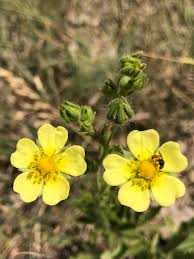 Image result for Schinziella