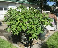 Fig trees or ficus carica originated in northern asia are usually associated with the warm sunny climate of the mediterranean region where they are prolific. Planting Figs Inthe Ground Ourfigs Com
