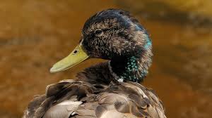 نتیجه جستجوی لغت [canard] در گوگل