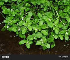 We did not find results for: Small White Flowers Image Photo Free Trial Bigstock