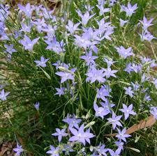 Image result for Wahlenbergia persimilis