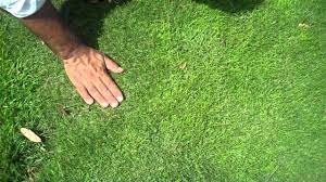 Stover Seed Offers Zenith The First Hybrid Zoysia Grass Seed Producted In The Usa This Good Quality Turfgrass Is Us Zoysia Grass Golf Tips Zoysia Grass Seed