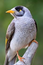 Black Bird With Orange Stripe On Wing Pin On Birds Of A Feather