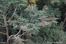 Image result for Symphonia globulifera