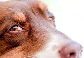 Corneal ulcers causes red and watery eyes, sensitivity to light, squinting, rubbing the eyes with a paw, a film over the eye, and discharge from the eye. Why Your Dog Has Mucus In The Eyes And When To See The Veterinarian