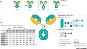 Role Of Igg3 In Infectious Diseases Trends In Immunology X Mol Van de walle is uw ervaren bouwpartner in de industriebouw. role of igg3 in infectious diseases