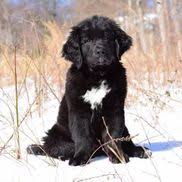 Posts must be of your dog and not of stock photos or cross posts. Coventry Bernese And Golden Mountain Dogs By Coventry Bernese And Golden Mountain Dogs In Pottstown Pa Alignable