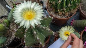 A fertilized white seed at my fingertip will grow inside the fruit and turn black. How To Pollinate Cactus Flowers Astrophytum Cactus Cactus Flowers Pollination