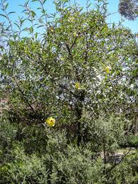 Image result for Distephanus divaricatus