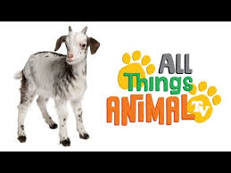 Goat Animals For Kids All Things Animal Tv Youtube Animal Tv Animals For Kids Preschool Learning