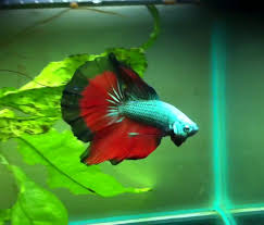 I've heard of many people who were happy about their bettas they got from overseas. Betta Fish Colors The Fish Doctor