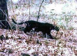 Jun 28, 2021 · carolina panthers; Pin On Appalachia