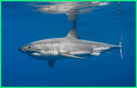 Hiu putih atau great white shark dipercaya sebagai ikan pemangsa terbesar yang paling ditakuti di lautan. Hiu Putih Raksasa Vs Paus Pembunuh Orca Menang Mana Dunia Fauna Hewan Binatang Tumbuhan Dunia Fauna Hewan Binatang Tumbuhan