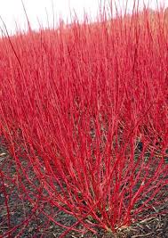 Shrub Planting Cornus Alba Sibirica Red Stems In Winter Rote Pflanzen Garten Pflanzen Straucher Pflanzen