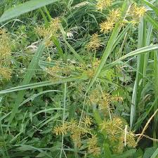 Image result for Cyperus distans