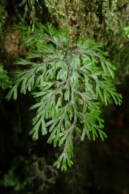 Image result for Hymenophyllaceae