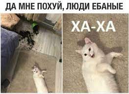 кот :: смешные картинки (фото приколы) / смешные картинки и другие приколы:  комиксы, гиф анимация, видео, лучший интеллектуальный юмор.