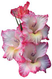 An Entry From Transparent Flowers Powered By Tumblr Com Gladiolos Flores Rosas