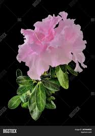 Vector flower seamless pattern background. Delicate Light Pink Image Photo Free Trial Bigstock