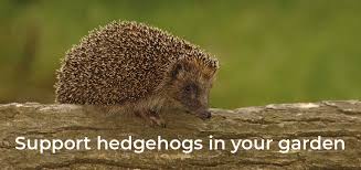 Once you have helped in your garden, you can register as a hedgehog champion and take it to the next level. 7 Top Tips On How To Look After Hedgehogs In Your Garden Wise Owl Blog By Love Garden Birds