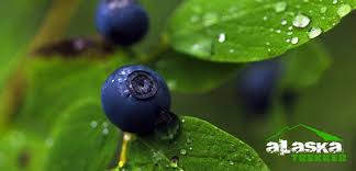 Nutritious and delicious, blueberries are almost as much fun to they often grow in close proximity to the smaller, darker crowberry, which is equally edible but far less flavorful. Berry Picking In Alaska Berrypicking Blueberries Blueberry