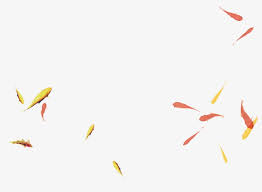 Images with transparent background, fish in png format and layered psd files. A Group Of Swimming Goldfish Swimming Clipart Goldfish Fish Png 119059 Png Images Pngio