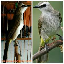Selain cucak ijo dan cucak hijau, burung tersebut juga sering dipanggil cica daun, burung daun, dan. Ciri Ciri Trucukan Jantan Dan Betina Yang Akurat On Kicau